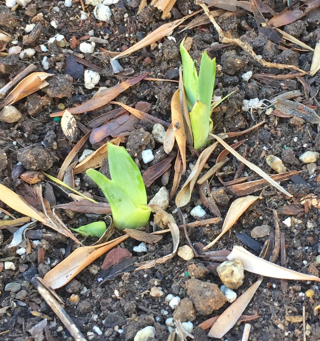 Brad's Tropical Paradise How to plant an iris in Phoenix, Arizona