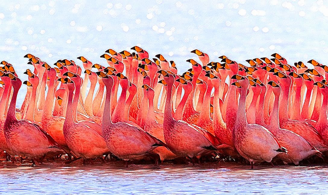 Wallpaper cute pink flamingos birds hd wallpapers  Wallpaper