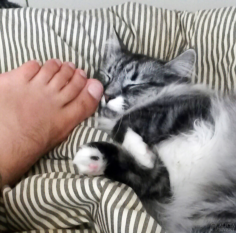 Katten Vifslan, foto av Alicia Sivertsson.