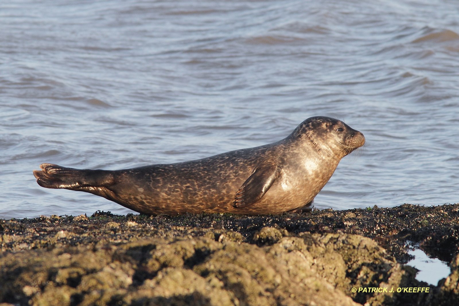 Raw Birds COMMON SEAL (Phoca vitulina) Salterstown, Co. Louth, Ireland