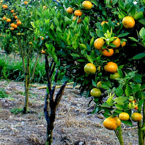 Tintin Tour and Travel: Agrowisata