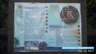 Wisata Mangrove Surabaya ekowisata hutan bakau sby