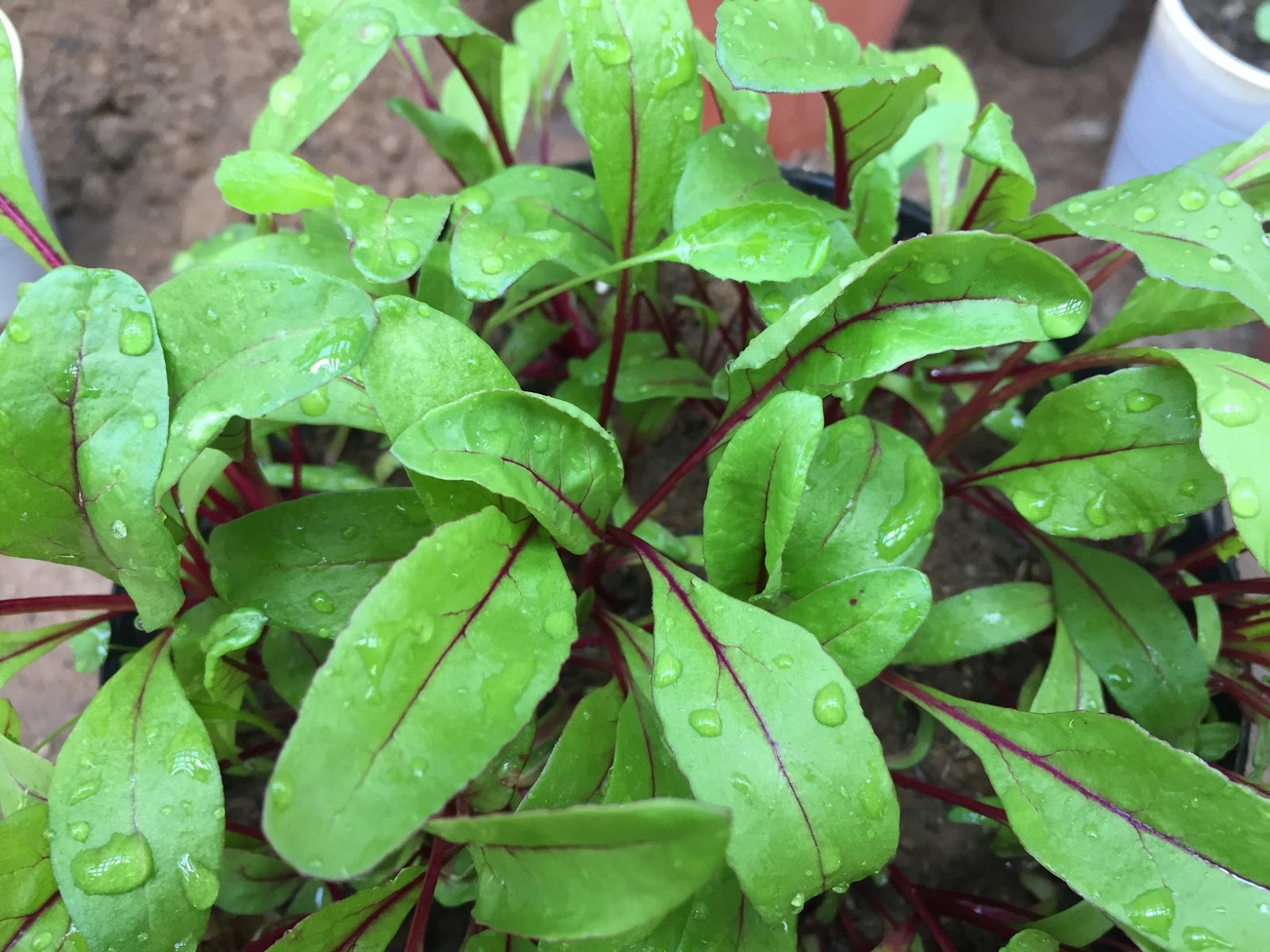How To Start Beet Indoors