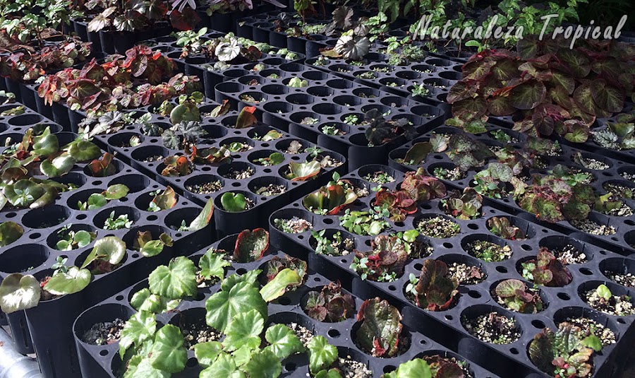 Área de reproducción de begonias