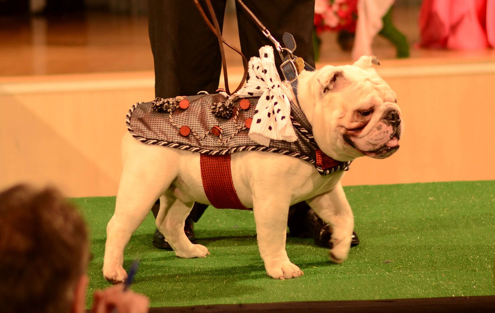 Thoughts and ideas Haute Dog SF (A Doggie Runway Fashion Show)