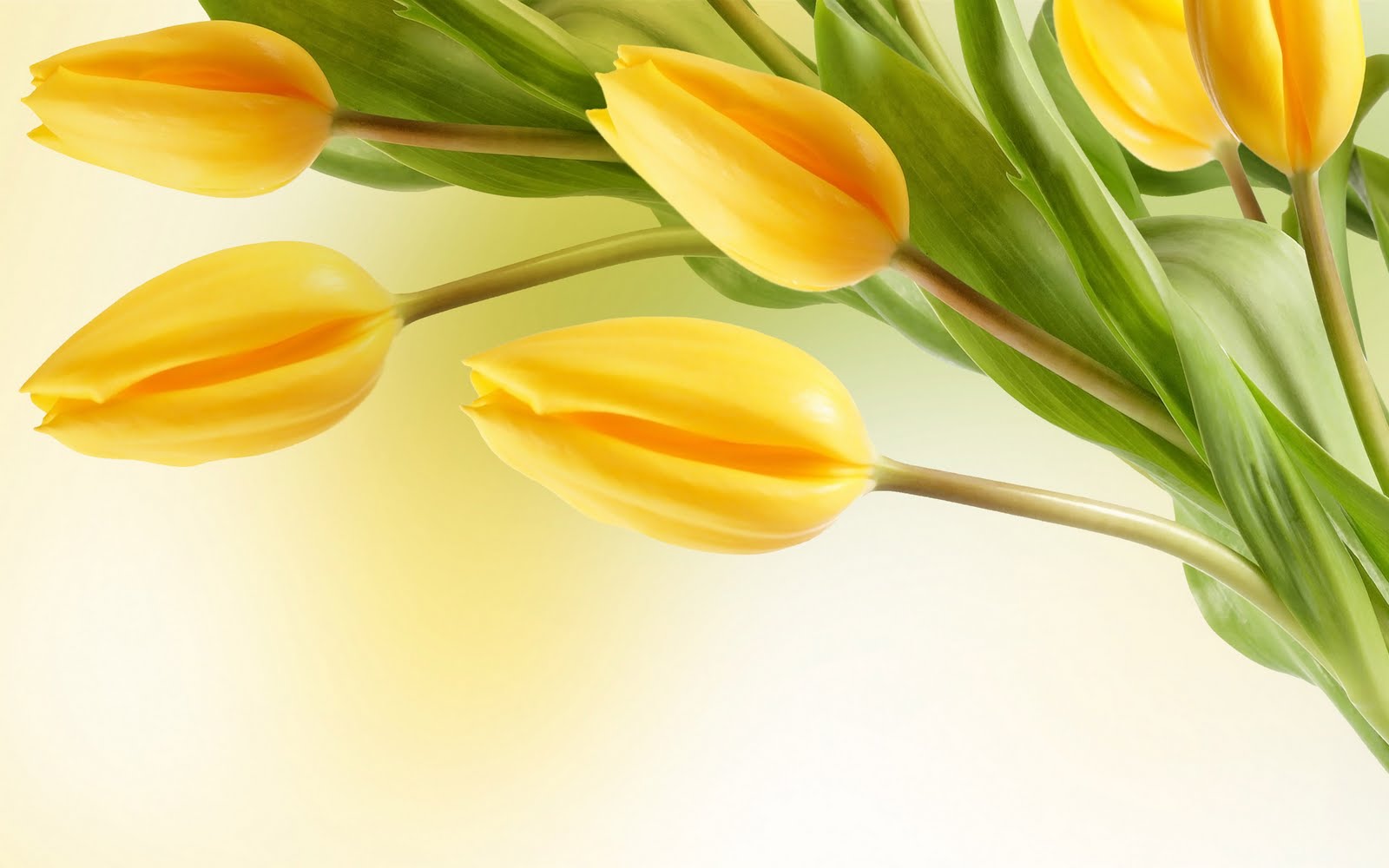 http://4.bp.blogspot.com/-yipQ3eWWaaI/Ti023z6MY0I/AAAAAAAADK8/ASzrdH3mNM0/s1600/Tulip+flowers+wallpaper-3.jpg