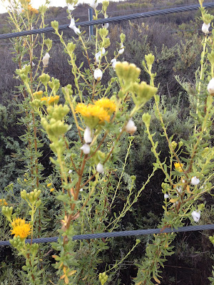 yellow coastal wildflowers caroline gerardo and wire