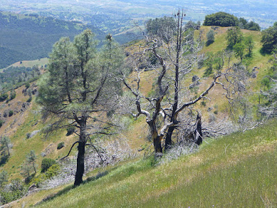 Gray pines partially damaged by a wild fire