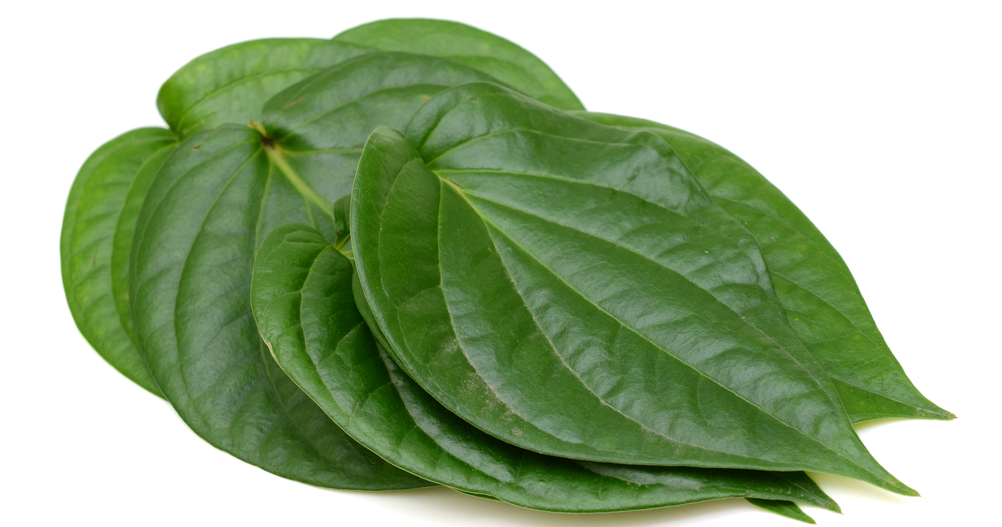maycintadamayantixibb How To Propagate Betel Leaf Plant