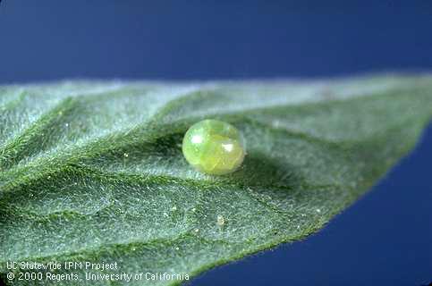 The Farmer Fred® Rant: Battling Tomato Hornworms