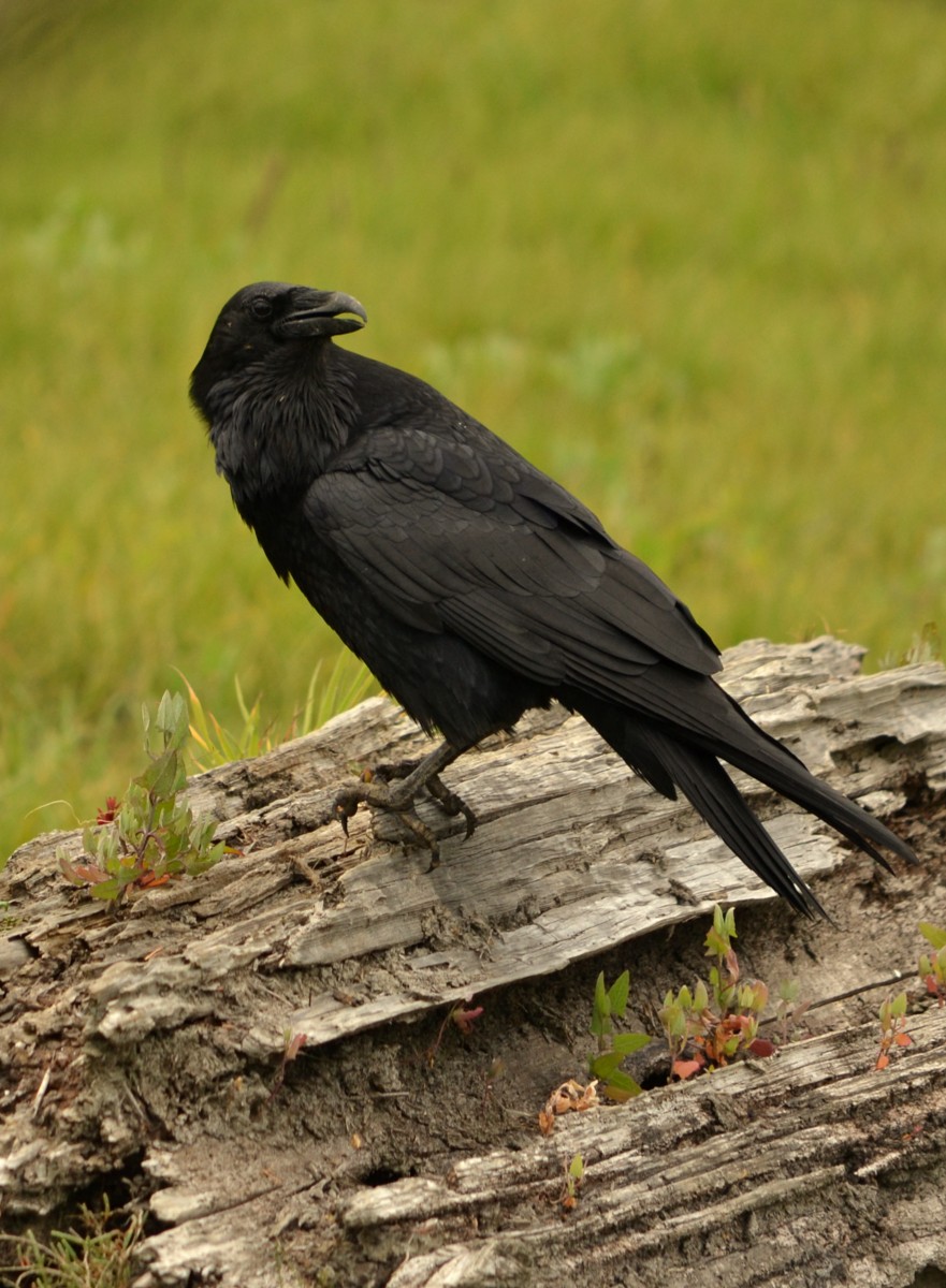 Woods Walks and Wildlife: A Busy Raven and More at the Marsh
