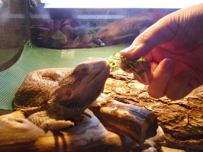 Feeding the dragon
