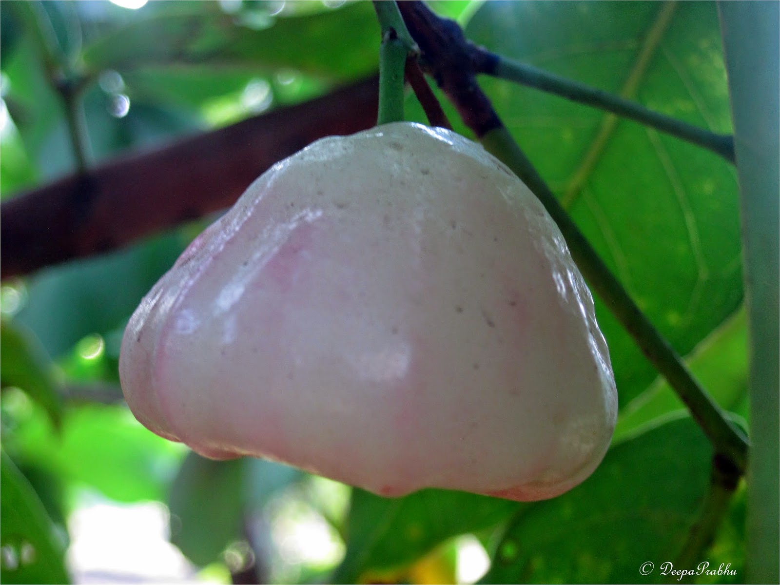 Jaam (From flower, seeds to fruit) Random Photography