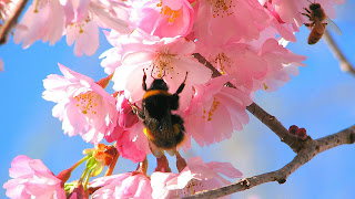 Bees in the Cherry Tree HD Wallpapers for Desktop 1080p free download
