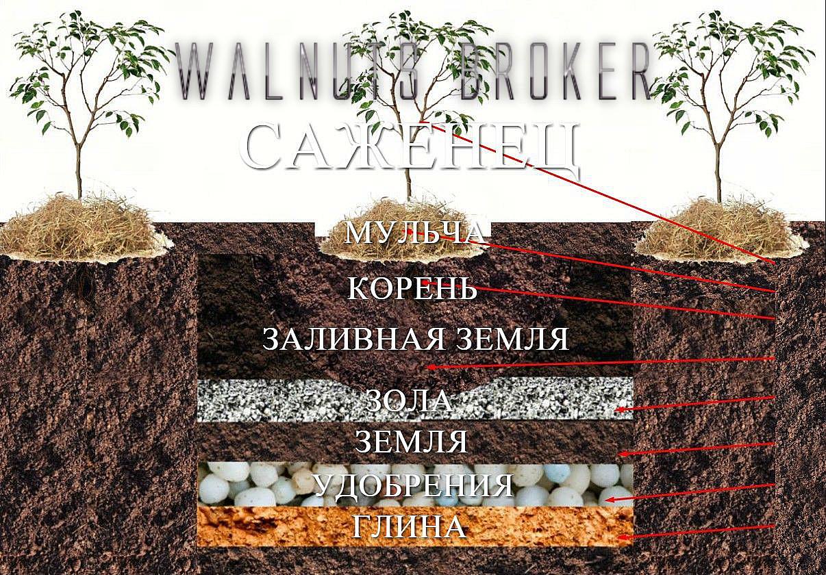 Орех идеал схема посадки фото 281