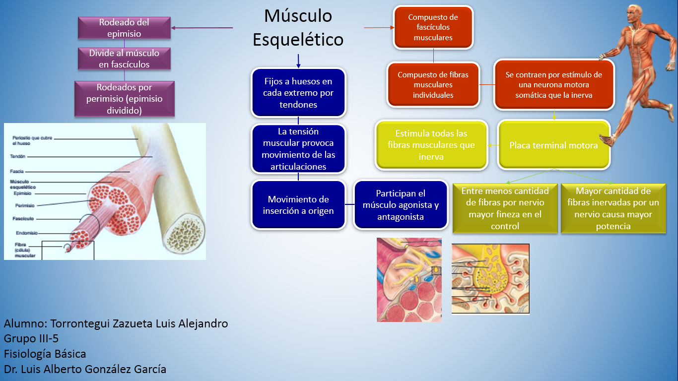 Fisiología Básica: Músculo Estriado Esquelético : Estructura