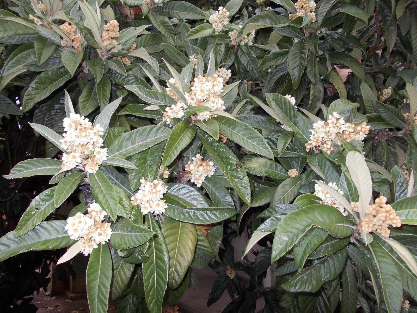 FOSILI - HERCEGOVINA: BOTANIKA; PREDBOŽIĆNO RASCVJETANO DRVO BROTNJA ...