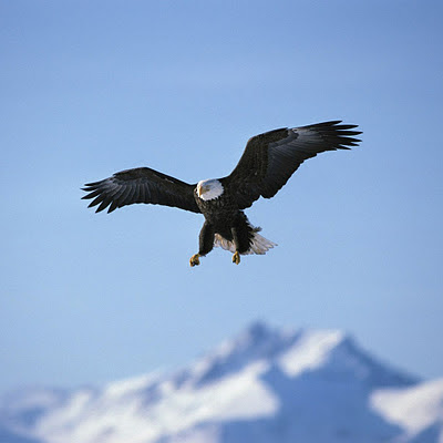 Alaskan Bald Eagle animals download free wallpapers for Apple iPad