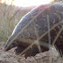 New safeguards agreed for world's most trafficked mammal