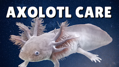 Axolotl care guide covering aquarium requirements, diet, and tank mates