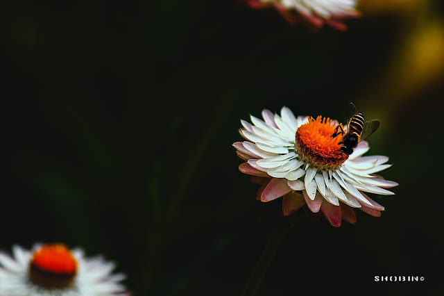 flower, bee, Munnar