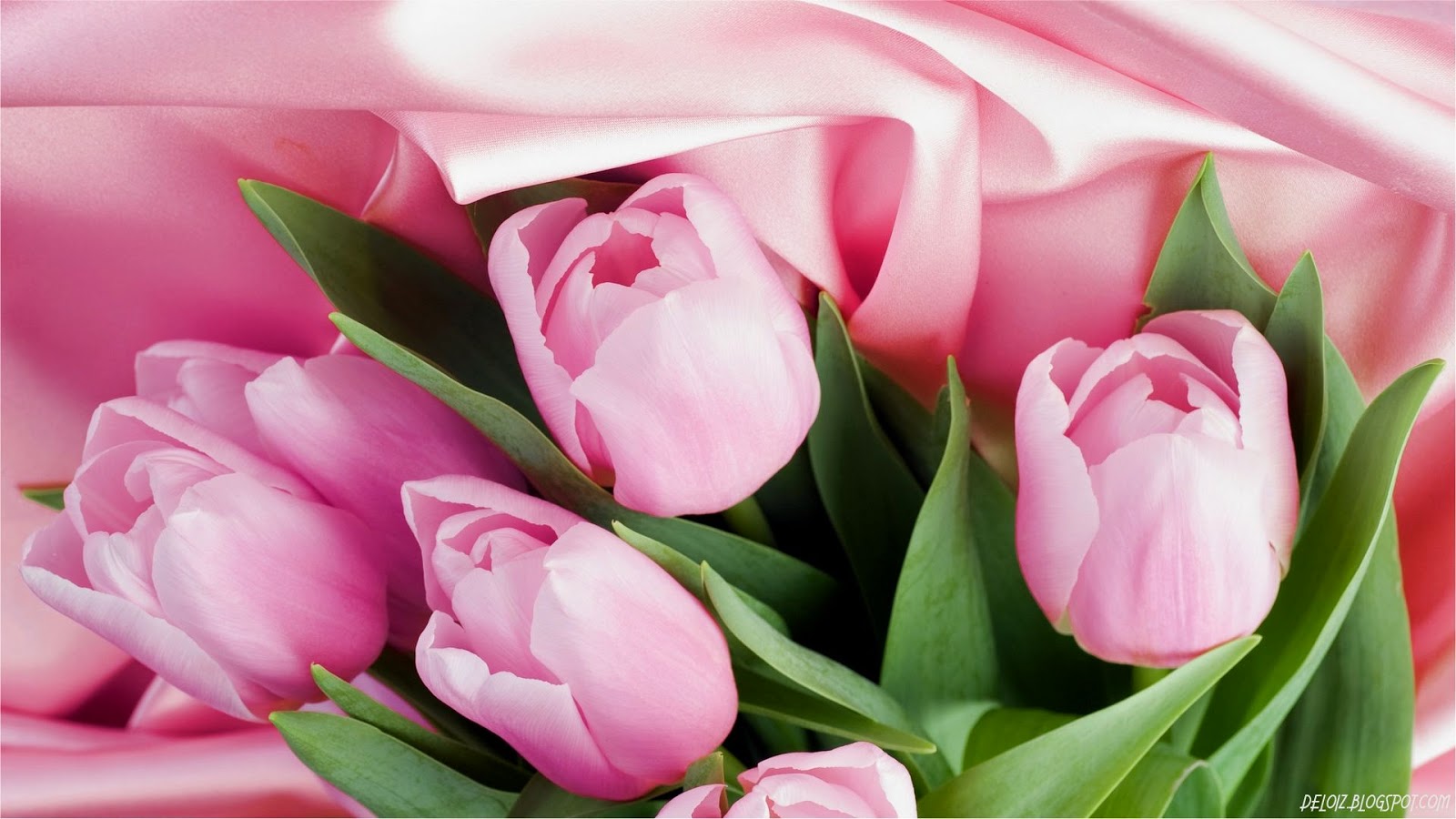 Wallpaper Atau DP BBM Bunga Tulip Pink Khusus Android 2015