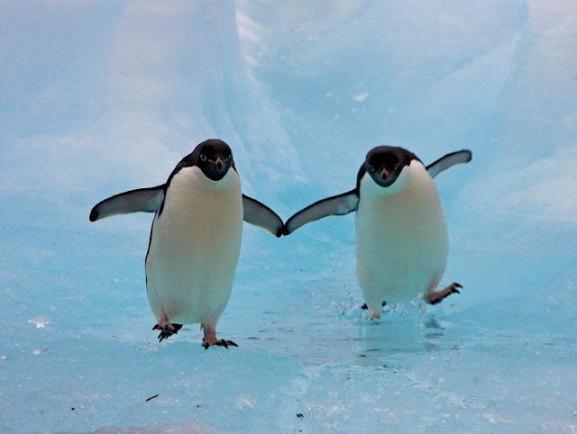 penguins pictures
