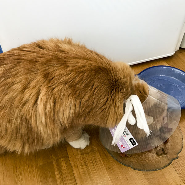 gustav, katt gustav, katt
