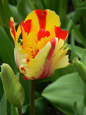 Flaming Parrot Tulip at Centennial Park Conservatory Spring Flower Show 2017 by garden muses-not another Toronto gardening blog