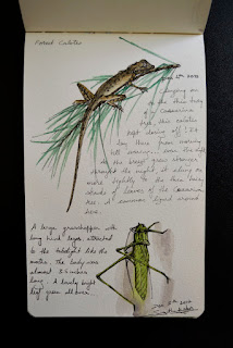 grasshopper and lizard