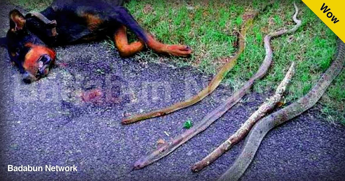 perro heroe cobra serpiente salvar