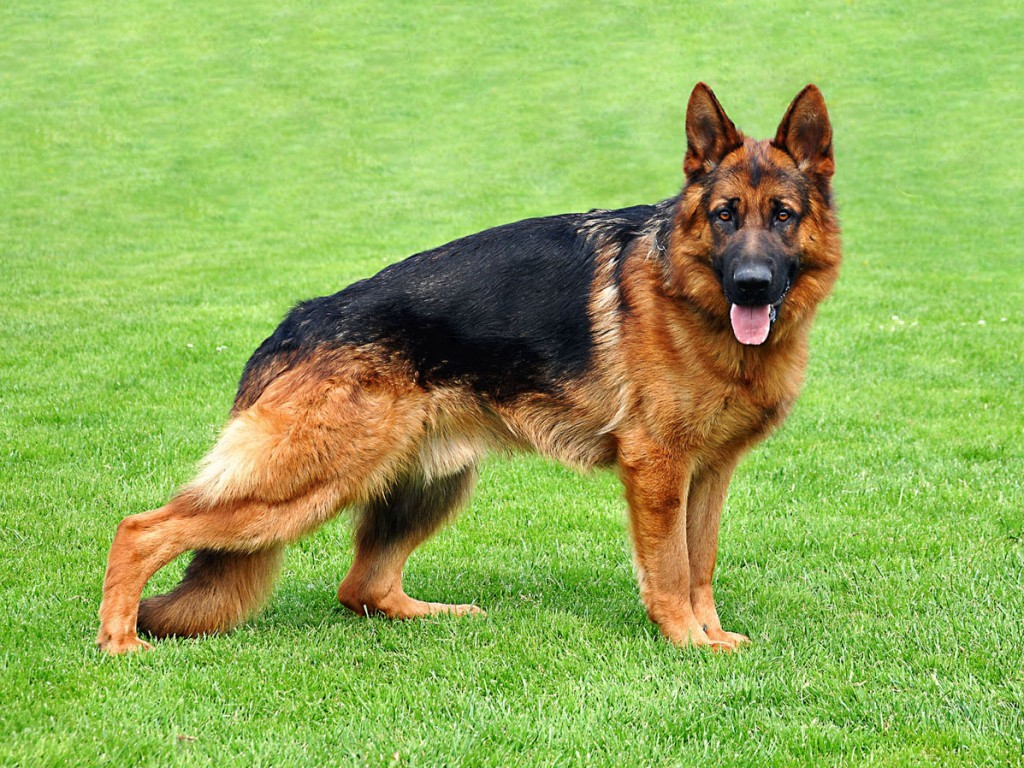 5 best and strongest guard dogs in the world We Count 5