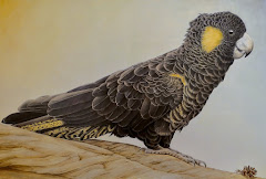 Yellow Tailed Black Cockatoo by Janet Luxton.