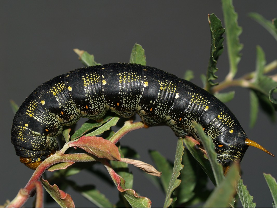 Arizona Beetles, Bugs, Birds and more Color variations of the