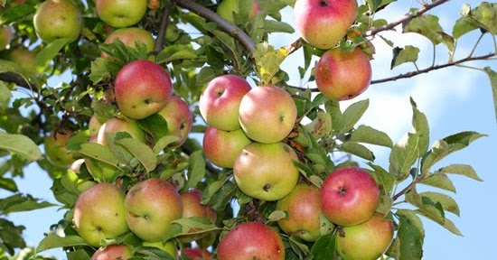 pics Best Dwarf Fruit Trees For Colorado recommended fruit tree varieties