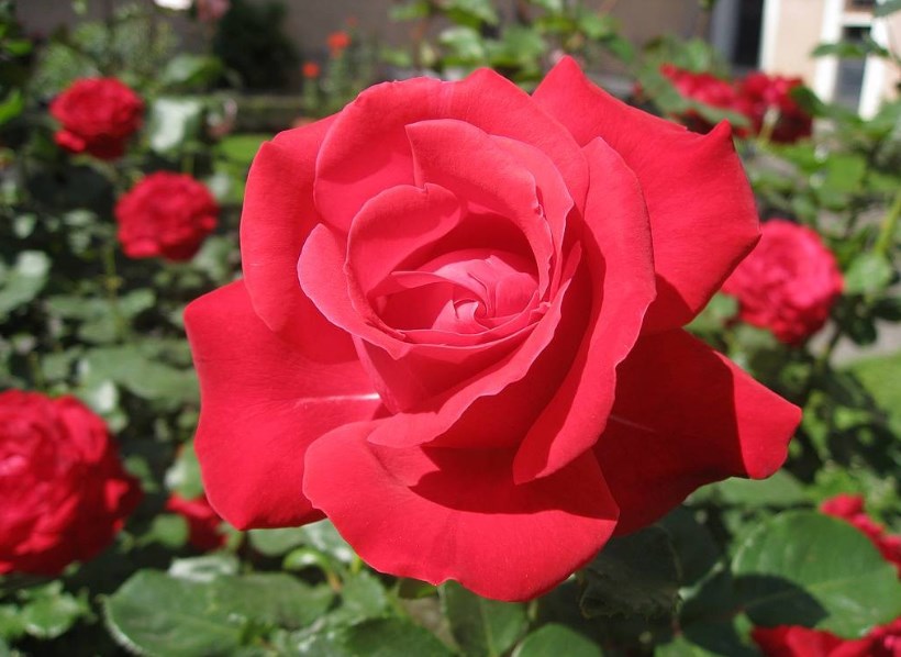 18 Benefits of Rose Flower for Human Bible Gardens