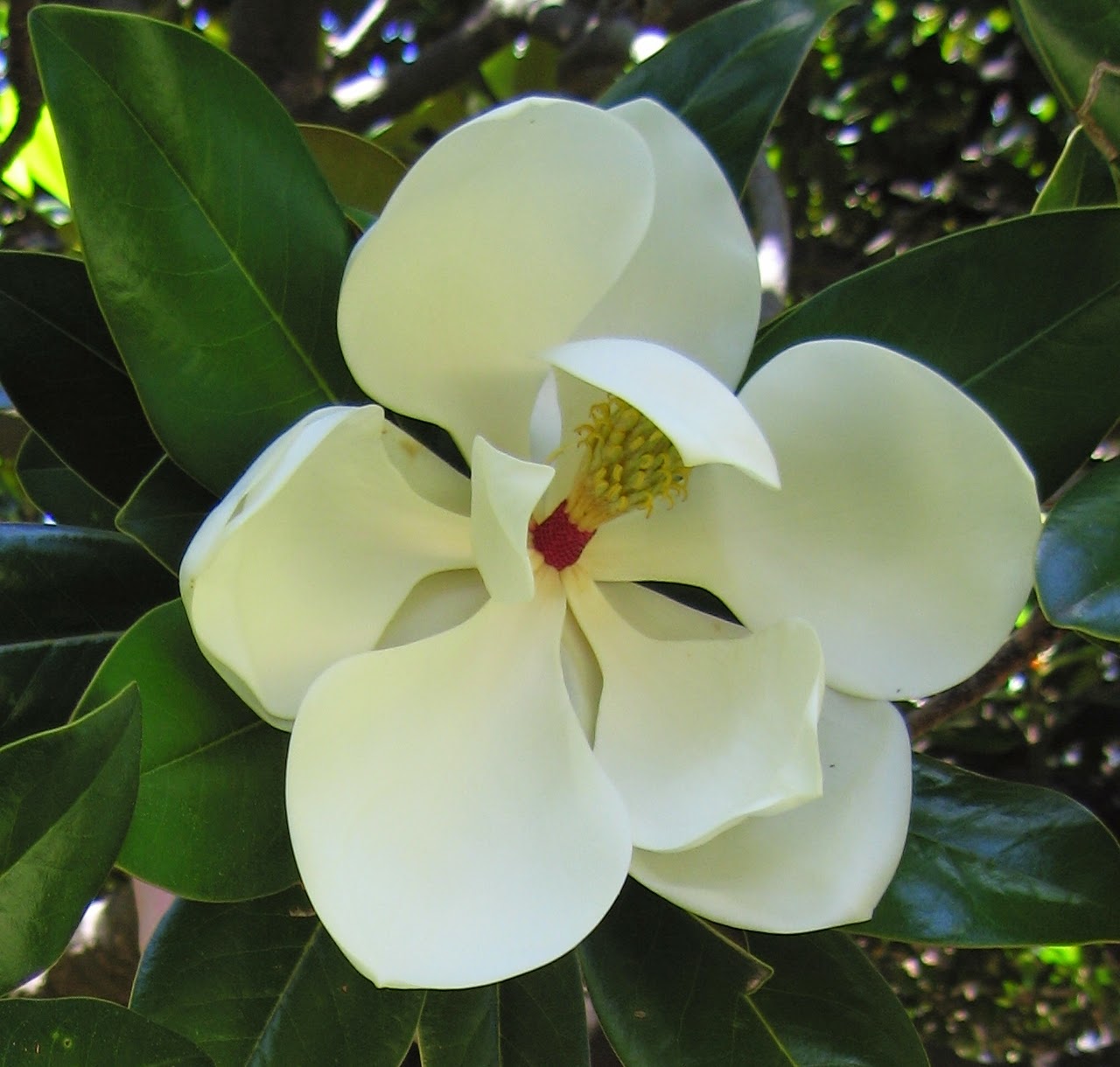 ALLERGENA Texas Trees™ Magnolia Trees avoid allergies!