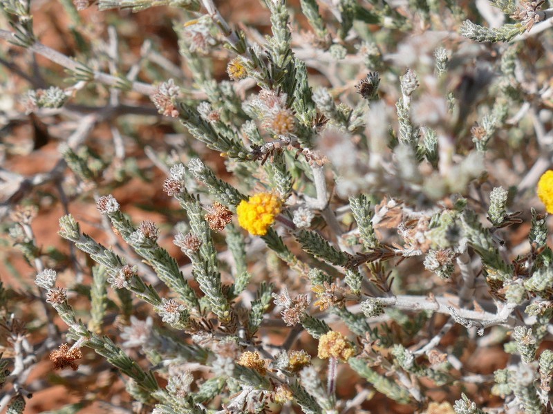 Ian Fraser, talking naturally The Great Sandy Desert 4, shrubs