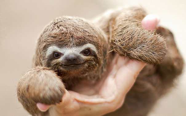 Baby Animals: Baby Sloth