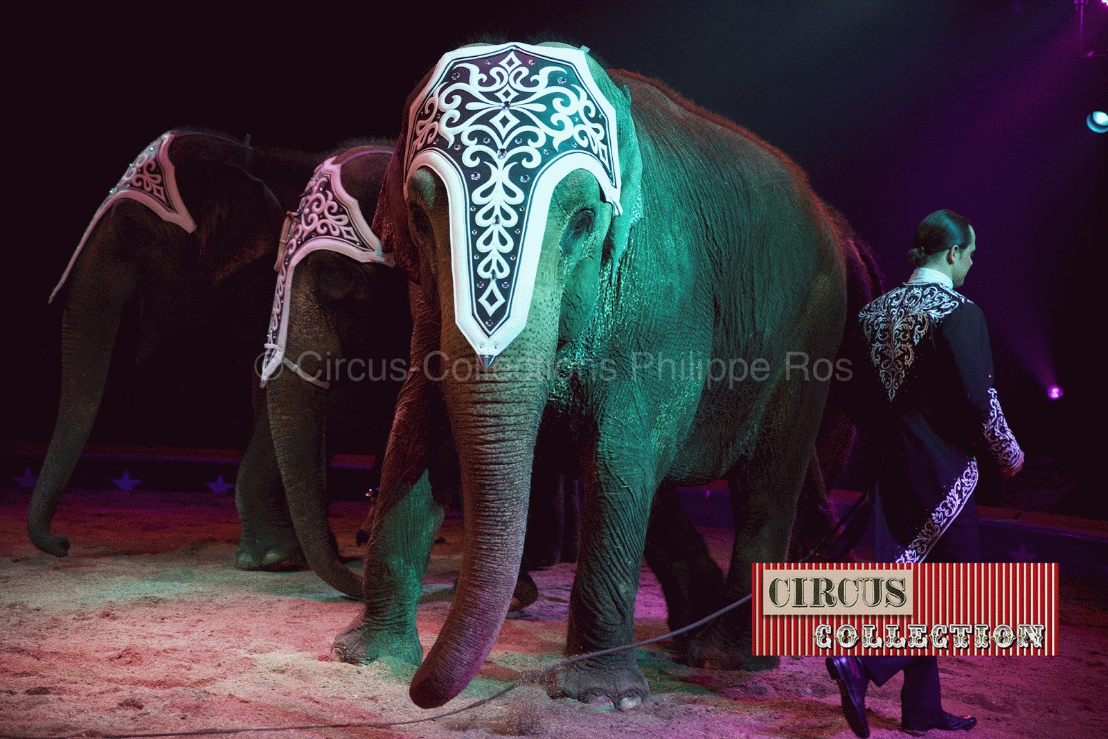 numero d'éléphant présenté par Franco Knie junior 
