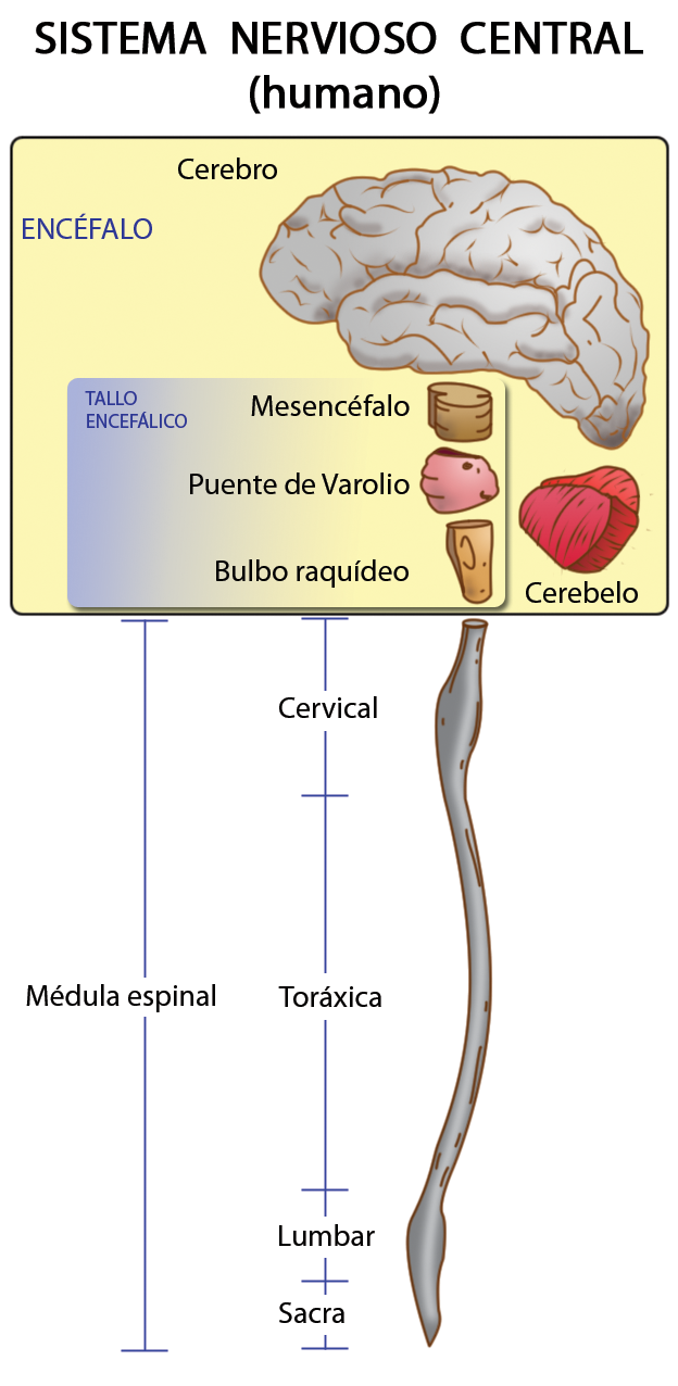 Neurologia