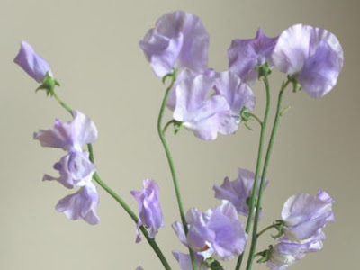 [無料ダウンロード！ √] スイートピー 紫 品種 927387