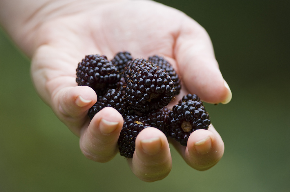 The 3 Foragers Foraging for Wild, Natural, Organic Food Wild Edibles in Hawaii Mango