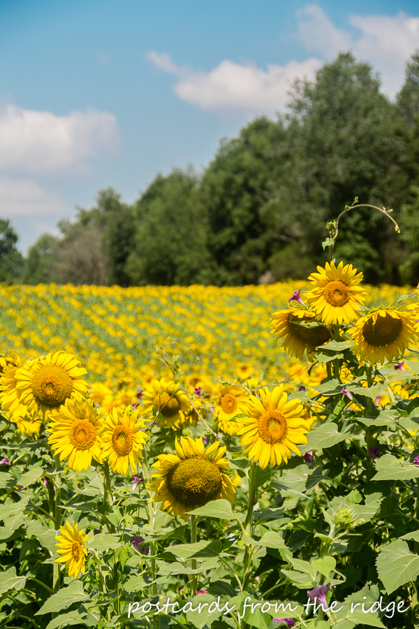 Sunflower Fields Forever Postcards from the Ridge