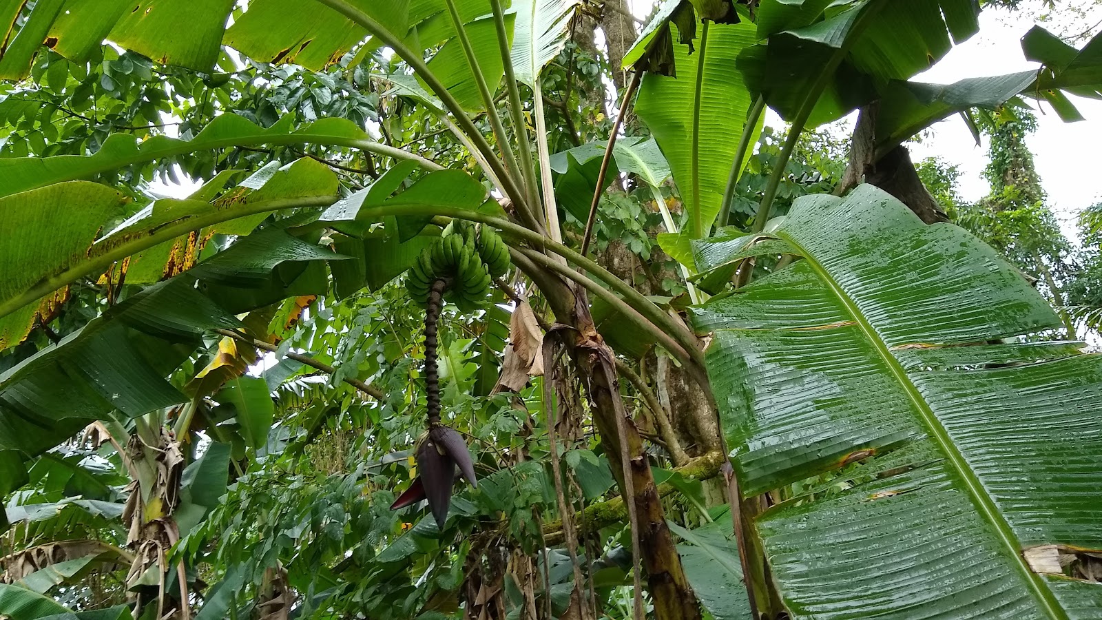 Banana patch weed whacking and identification