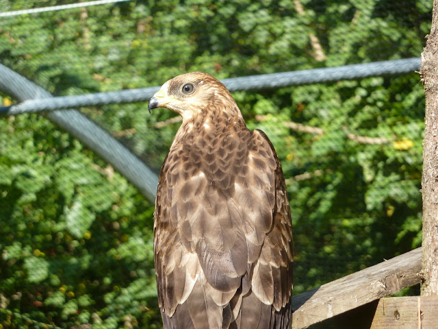 Sylviculture-Ecologie: Faute de grives, on mange des merles...