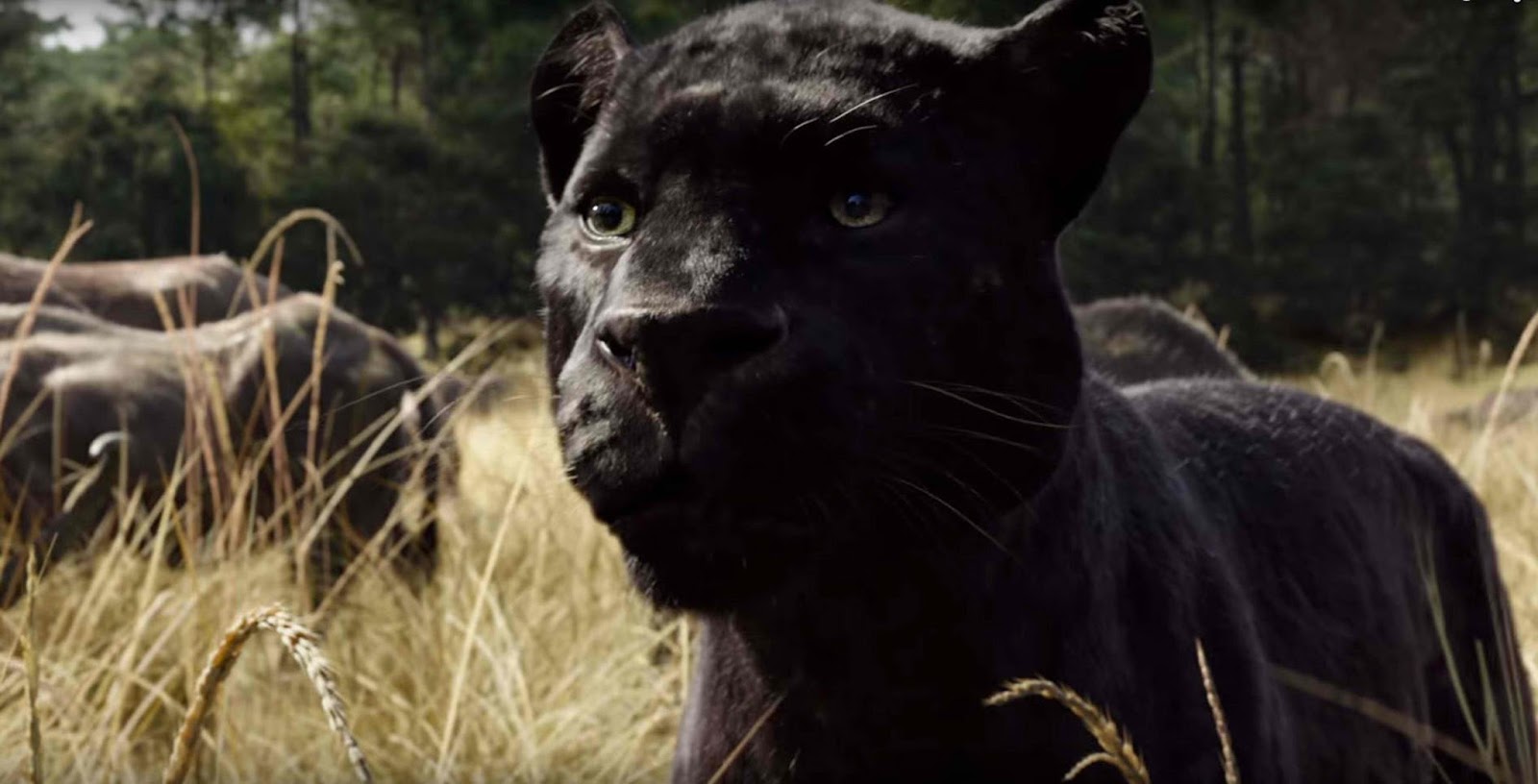 Ben Kingsley is the Voice of Panther, Bagheera, in "The Jungle Book ...