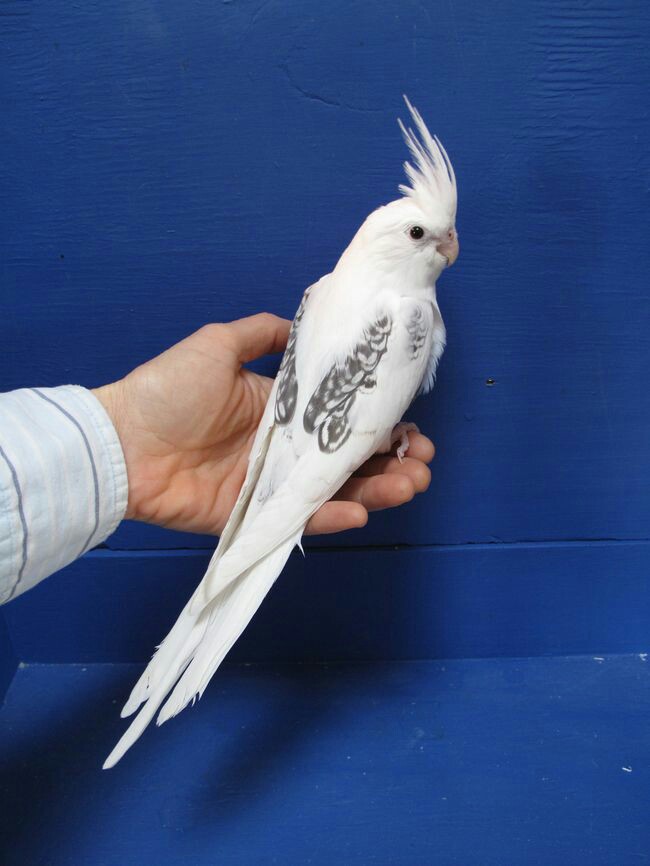 Beautiful white parrots