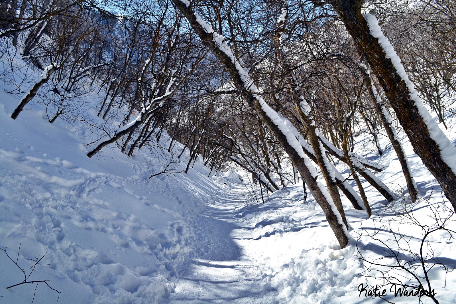 Katie Wanders Dog Friendly Rattlesnake Gulch Winter Hike in