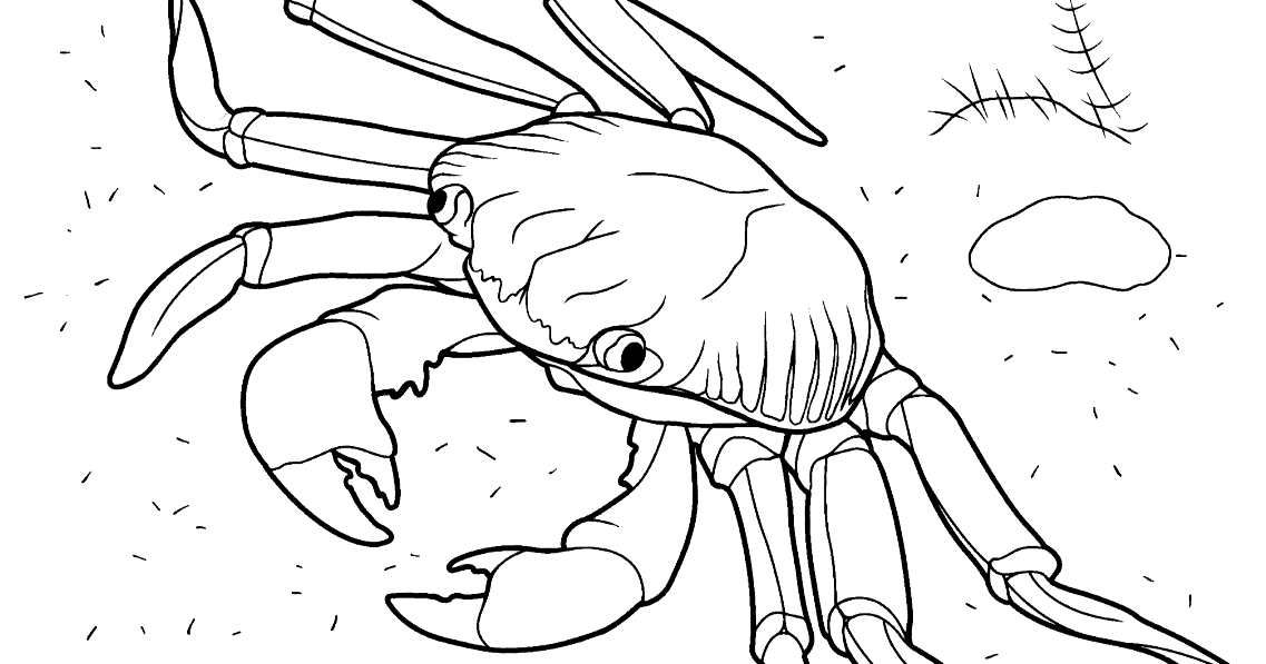 coloriage crabe